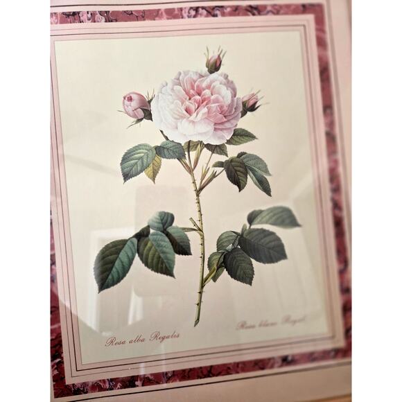 Vintage Rose Bloom Botanical Framed Print Romantic RosaAlba Regalis Cottage Core - Picture 2 of 3